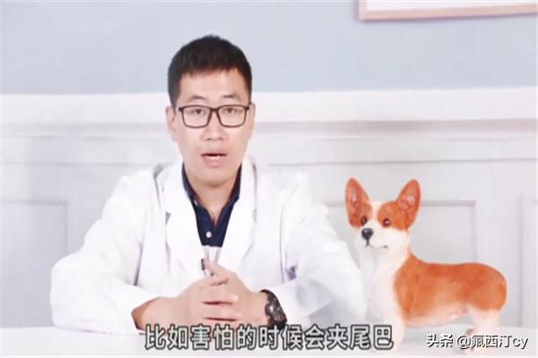 微笑狗事件为什么会死人_微笑狗事件是什么