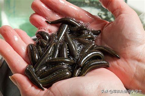 蚂蟥最怕什么动物_蚂蟥怕不怕火